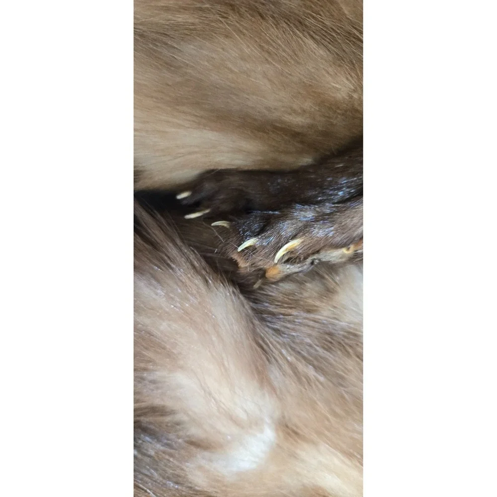 Large Brown 4 pelt Albrecht Furs St. Paul, Minnesota Sable Stole